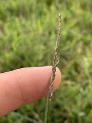 Sporobolus compositus