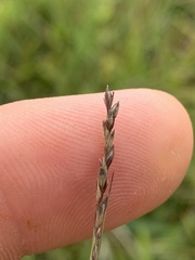 Sporobolus compositus