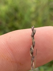 Sporobolus compositus