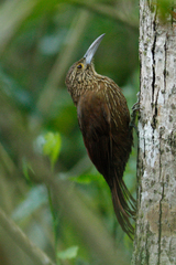 Xiphocolaptes promeropirhynchus