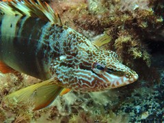 Serranus papilionaceus