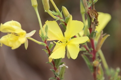 Oenothera elata hookeri