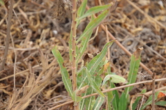 Oenothera elata hookeri