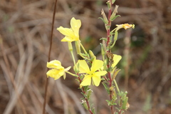 Oenothera elata hookeri