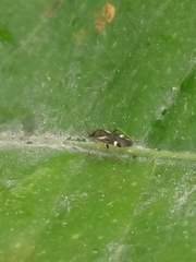 Ausejanus albisignatus