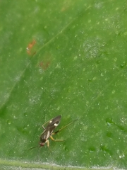 Ausejanus albisignatus