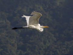 Ardea alba