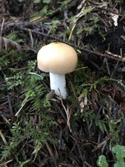 Russula bicolor