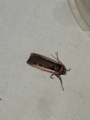 Ochropleura leucogaster