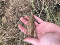 Trichloris pluriflora