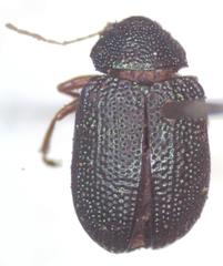 Colaspis flavicornis