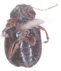 Colaspis flavicornis