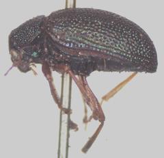 Colaspis flavicornis