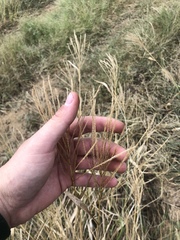 Trichloris pluriflora