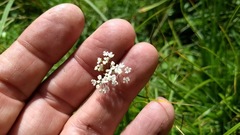 Perideridia parishii