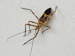 Zelus armillatus