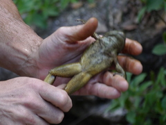 Lithobates chiricahuensis