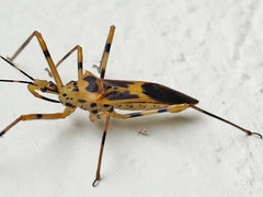 Zelus armillatus