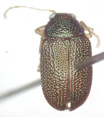 Colaspis flavicornis