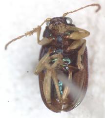 Colaspis flavicornis