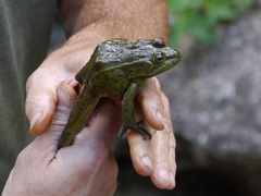 Lithobates chiricahuensis