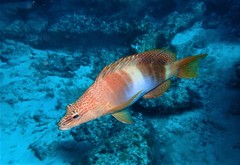 Serranus papilionaceus