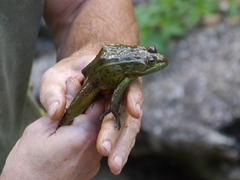 Lithobates chiricahuensis