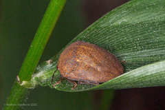 Hyperoncus cyaneosparsus