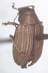 Colaspis freyi
