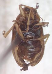 Colaspis freyi