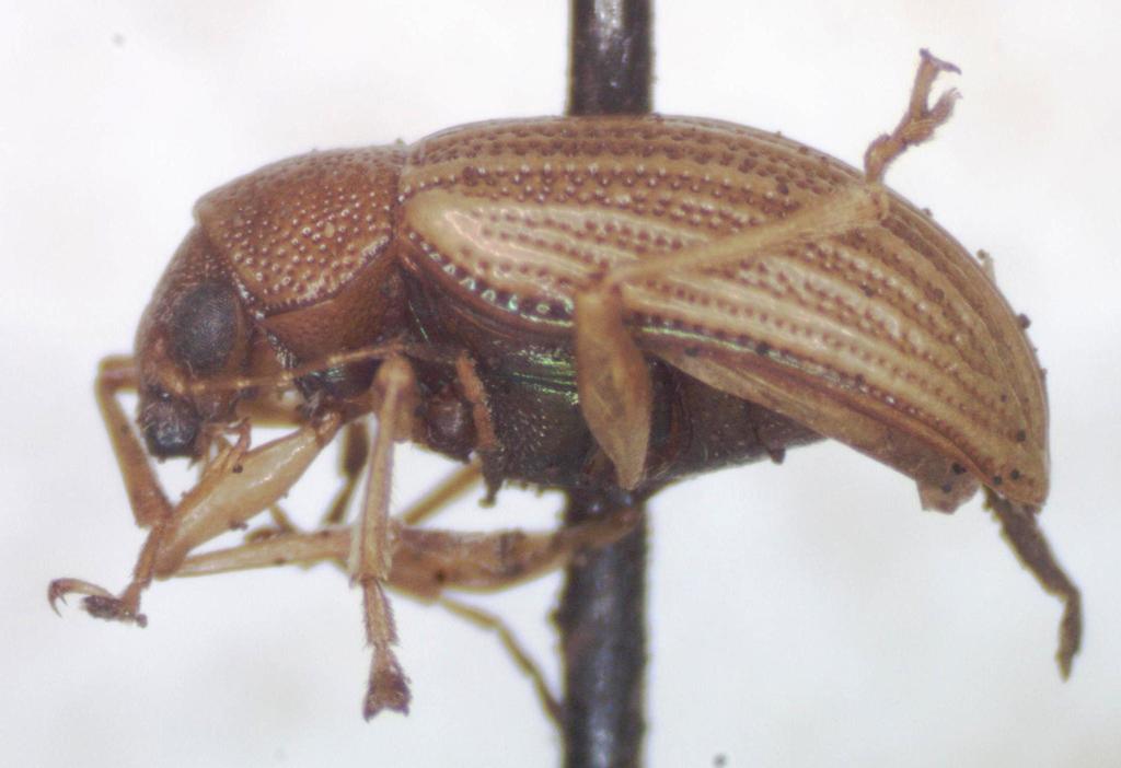 Colaspis freyi