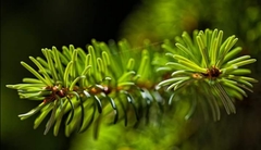 Picea omorika
