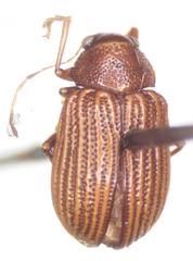 Colaspis hypochlora