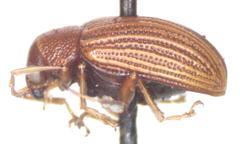 Colaspis hypochlora