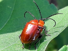 Platiprosopus denticollis
