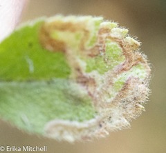 Phytomyza crassiseta