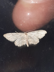 Idaea calunetaria