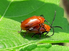 Platiprosopus denticollis