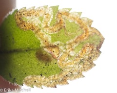 Phytomyza crassiseta