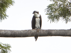 Pandion haliaetus