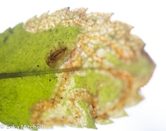 Phytomyza crassiseta