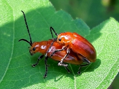 Platiprosopus denticollis