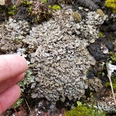 Dermatocarpon luridum