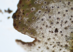 Dermatocarpon luridum