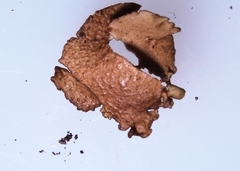 Dermatocarpon luridum