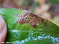 Calycomyza novascotiensis