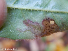 Calycomyza novascotiensis