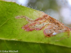 Calycomyza novascotiensis