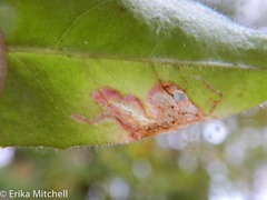 Calycomyza novascotiensis