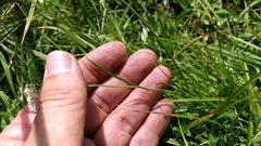 Perideridia parishii